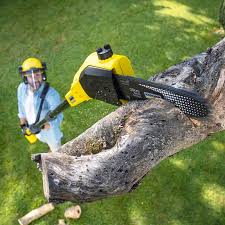 Best Tree Disease Treatment  in Ferdand, IN