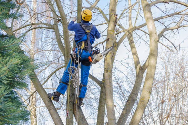 Professional Tree Care in Ferdinand, IN